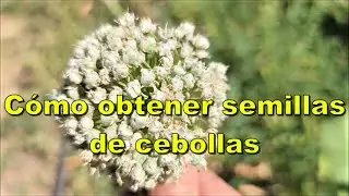 Cómo obtener semillas de nuestras cebollas.
