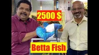 How To Win 2500$ Betta Competition | Betta Ashoka | Betta Fish Aquarium | Mayur Dev Aquascaper  4K