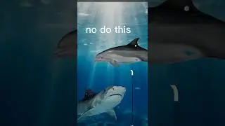 Shark and dolphin #comedy #funny