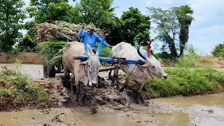 Bullock Cart stuck in mud ride | cow Cart heavy mud stuck video | bahubali Bull