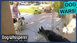 Neighborhood Dogs Show Uncontrollable Aggression! | Dog Whisperer With Cesar Millan