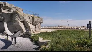 Bird Island &ndash; A Sanctuary for Seabirds, Nature & Conservation | CapeNature