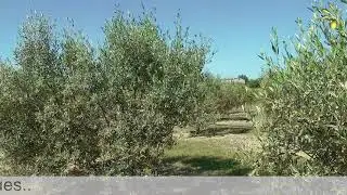 1. Floraison et pollinisation de l'olivier (Le Moulin de l'Olivette d'Oc).