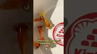 Goldfish breeding taken too far - Celestial Eye Goldfish