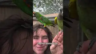Moo & Nigel #parrots #jardinesparrot #meyersparrot #poicephalusgulielmi #poicephalusmeyeri