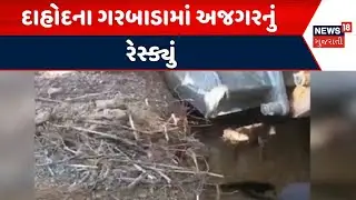 Dahod Rescue News |દાહોદના ગરબાડામાં અજગરનું રેસ્ક્યું | Garbada Village | Gujarat |News 18 Gujarati