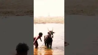 #trending #jallikattu #cow #palamedujallikattu #maduraijallikattu #vaadivaasal #animals #salemnews #