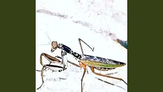 Ice Dancing