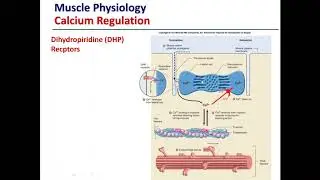 Muscle Physiology Excitation-contraction coupling