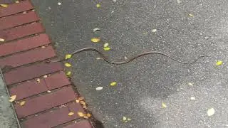 Painted Bronzeback Snake at the Singapore Zoo