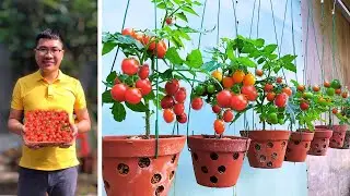 Grow And Harvest Tiny Tomatoes In 60 days - Tips For Using Beer To Increase Plant Productivity.