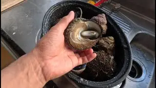Wellington fishing catch and cook - how I clean and cook bulls turban shellfish