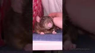 Pet Rat Petting 🐀❤️ Gentle Rat Duke ❤️ #cuterat #petrat #domesticrat