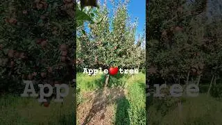 seb🍎ka ped#shorts