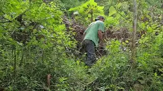 Rural Tree Pruning Using Sharp Hand Tools #RuralAgriculture #TraditionalFarming