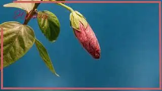 vid&eacute;o contemplative
