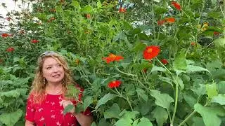 Take a Walk with Tavia #37 - Mexican Sunflower