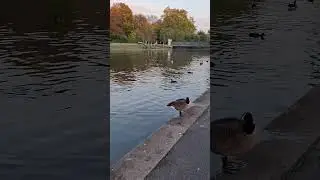 Peaceful ducks #ducks #london #lake #nature #wildlife #relaxing #shorts #birds #travel #uk #shorts