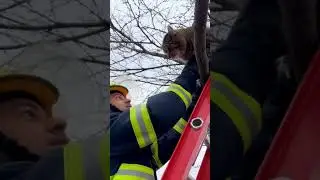 Not all heroes wear capes&mdash;some carry ladders #rescue #firefighter #catneedshelp #cat