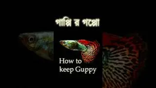 What's the BEST Way to Keep Guppy Fish Healthy👍