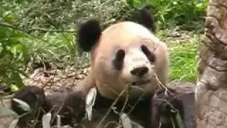 Zoo Schönbrunn ( Wien / Vienna ) - Österreich / Austria Part 1
