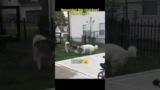 Remember this viral Dog? #nostalgia #dog #legendarymemes