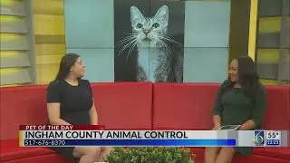 Pet of the Day at Ingham County Animal Shelter Nov. 3