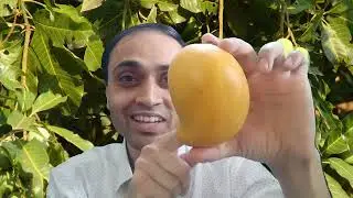 नीलम आम | Neelam Mango