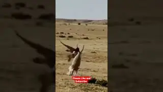 UNBELIEVABLE!!! Eagle Floors a Large Antelope