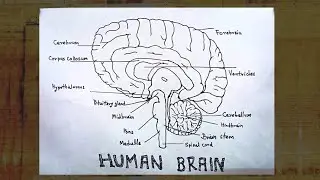 How to Draw Anatomy of Human Brain