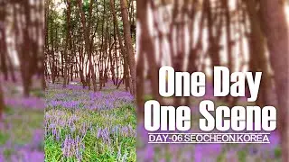Scene of Pine Forest in Seocheon, Korea [One Day One Scene_Day06]