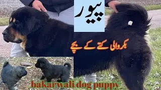 Pure bakarwal dog of cold region | beautifull ladakhi dog puppy. اکسایہ ڈوگ
