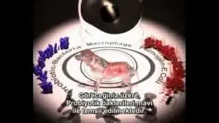 Protexin Veterinary