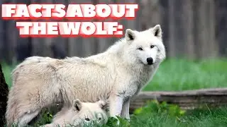 facts about the wolf