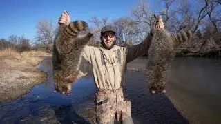 Trapping Public Land Raccoons On The River!!