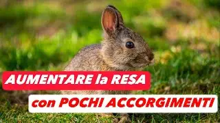 ALLEVARE CONIGLI | Come Gestire la GRAVIDANZA e il PARTO!?