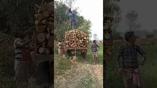 38 tree cutting lakri size losing work time and consideration