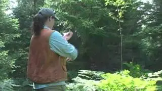Understanding Ruffed Grouse Habitat