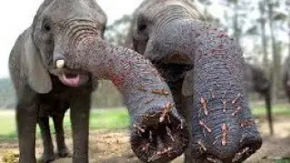 Elephant Destroys Ant Hill, But Ants Fight Back Like Warriors!