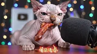 Sphynx Cat ASMR: Hypnotic Meat Feast Bites in Fantasy Realm - Cats USA
