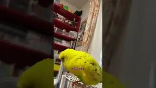 こんちゃん動画だよ！