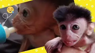 baby monkey Leliana's flu hasn't healed yet😟😟😷😷