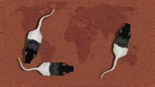 Cat Games - Tikus putih yang mendunia - Mainan kucing