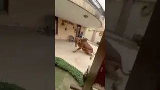 Dangerous bull jump😱 Bakra Eid 2025 #mandi #qurbani2025 #bakraeid