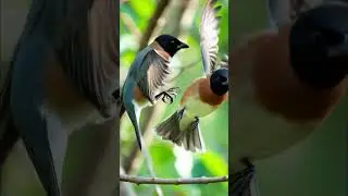 Music made for rest, relaxation, and deep sleep,Beautiful nature ,Birds singing ,Relaxing sounds