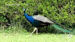 A Willoughby family is missing their pet peacock. Have you seen it?