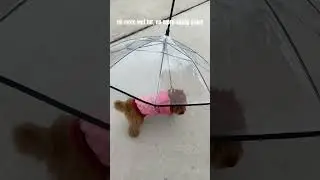No More Wet Pets! Keep Them Dry with This Pet Umbrella! 🌧️🐾