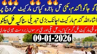 Today Wheat price in punjab//گندم کا ریٹ2026/munji makki till sarso/Galla mandi rate today