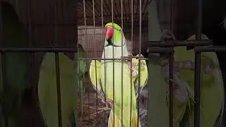 Mitho Mitho Mitho #shorts #parrot #talkingparrot #animals
