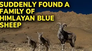 The Mysterious Blue Sheep: Nature's Oddest Evolution